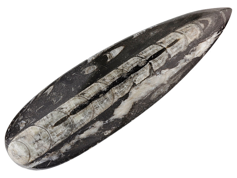Black Fossil for Boosting Confidence and Power – Supports Strength, Motivation, and Personal Growth #BlackFossil #Confidence #Strength #EnergyHealing #CrystalHealing