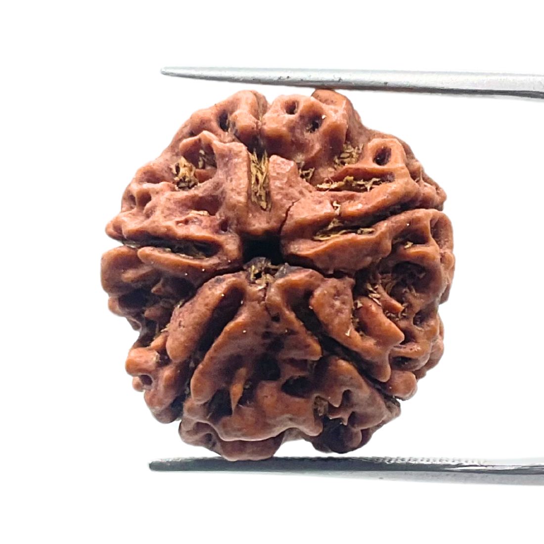 Buy original 5 Mukhi Rudraksha for peace, health & spiritual growth.