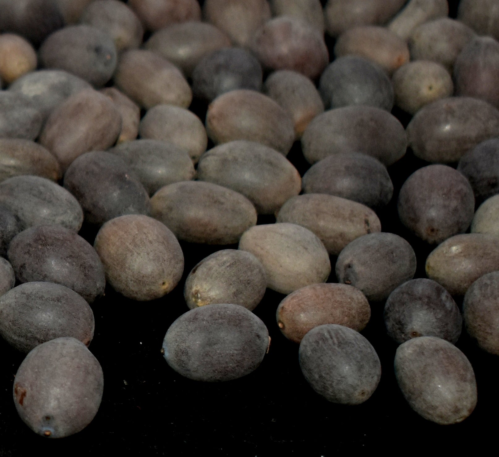 Natural Organic Lotus Seeds (Kamal-gatta) - Pure and natural lotus seeds, known for their health benefits and used in traditional medicine. #LotusSeeds #KamalGatta #OrganicSeeds #NaturalHealing #HealthySnacks #Ayurveda #TraditionalMedicine #Superfood #HealthBenefits #OrganicProducts