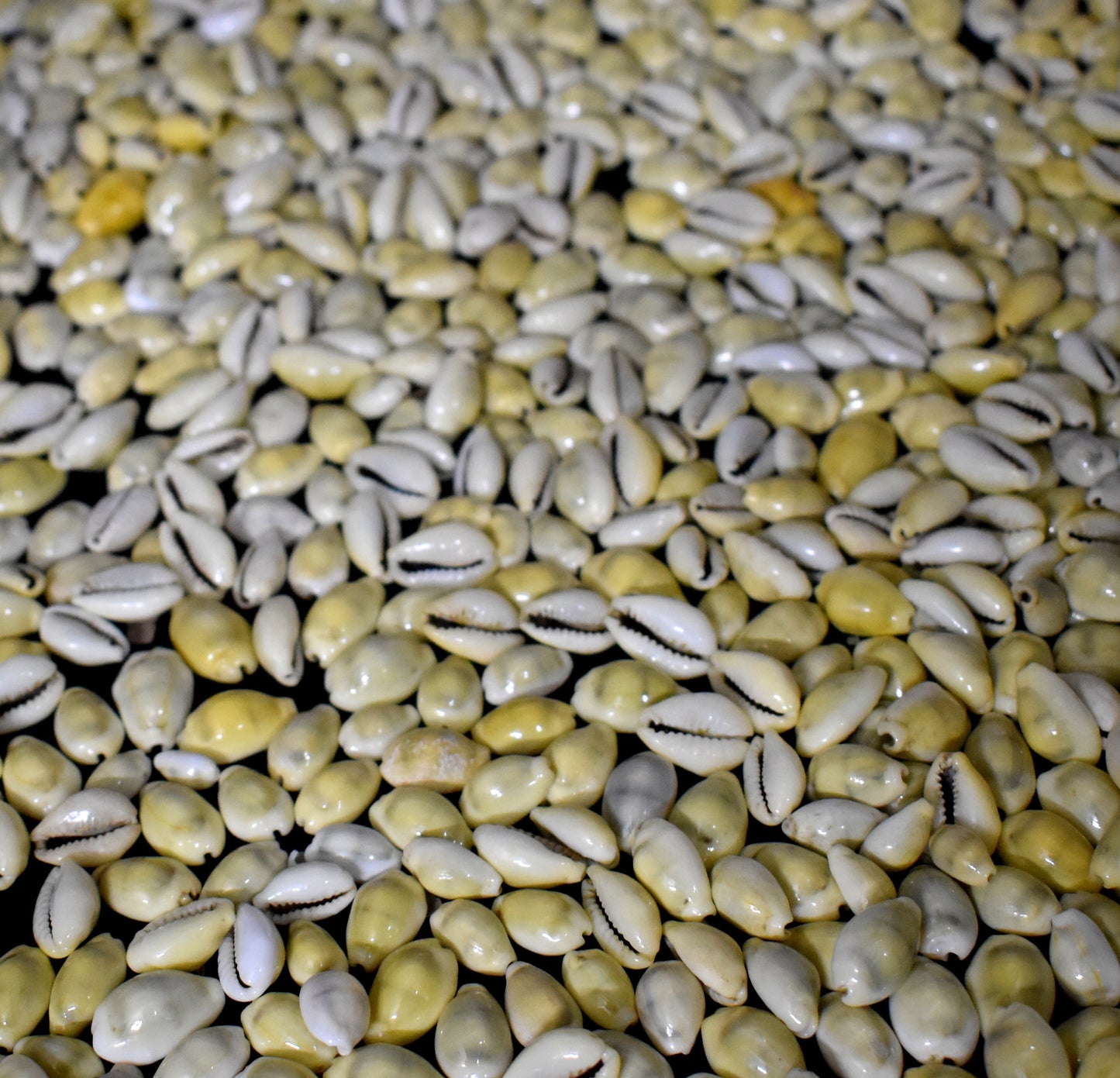Natural Yellow Seashell Cowrie - Beautiful, natural yellow cowrie shells, often used in jewelry, decoration, and spiritual rituals. #YellowCowrie #SeashellJewelry #NaturalCowrie #DecorativeShells #SpiritualSymbols #CowrieShells #NaturalBeauty #SeaShellCrafts #CoastalDecor #MarineLife