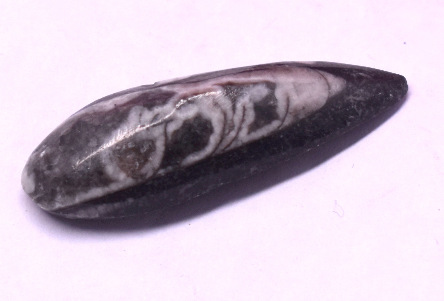 Stylish Black Fossil – Ideal for Meditation, Focus, and Grounding #BlackFossil #Meditation #CrystalFocus #GroundingEnergy #SpiritualHealing