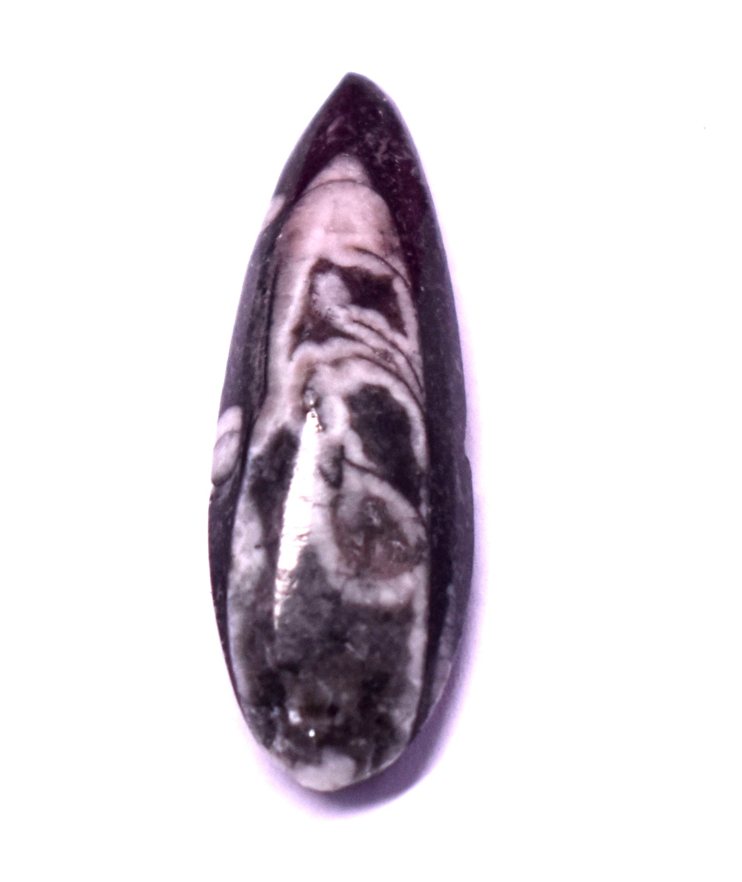 Stylish Black Fossil – Ideal for Meditation, Focus, and Grounding #BlackFossil #Meditation #CrystalFocus #GroundingEnergy #SpiritualHealing