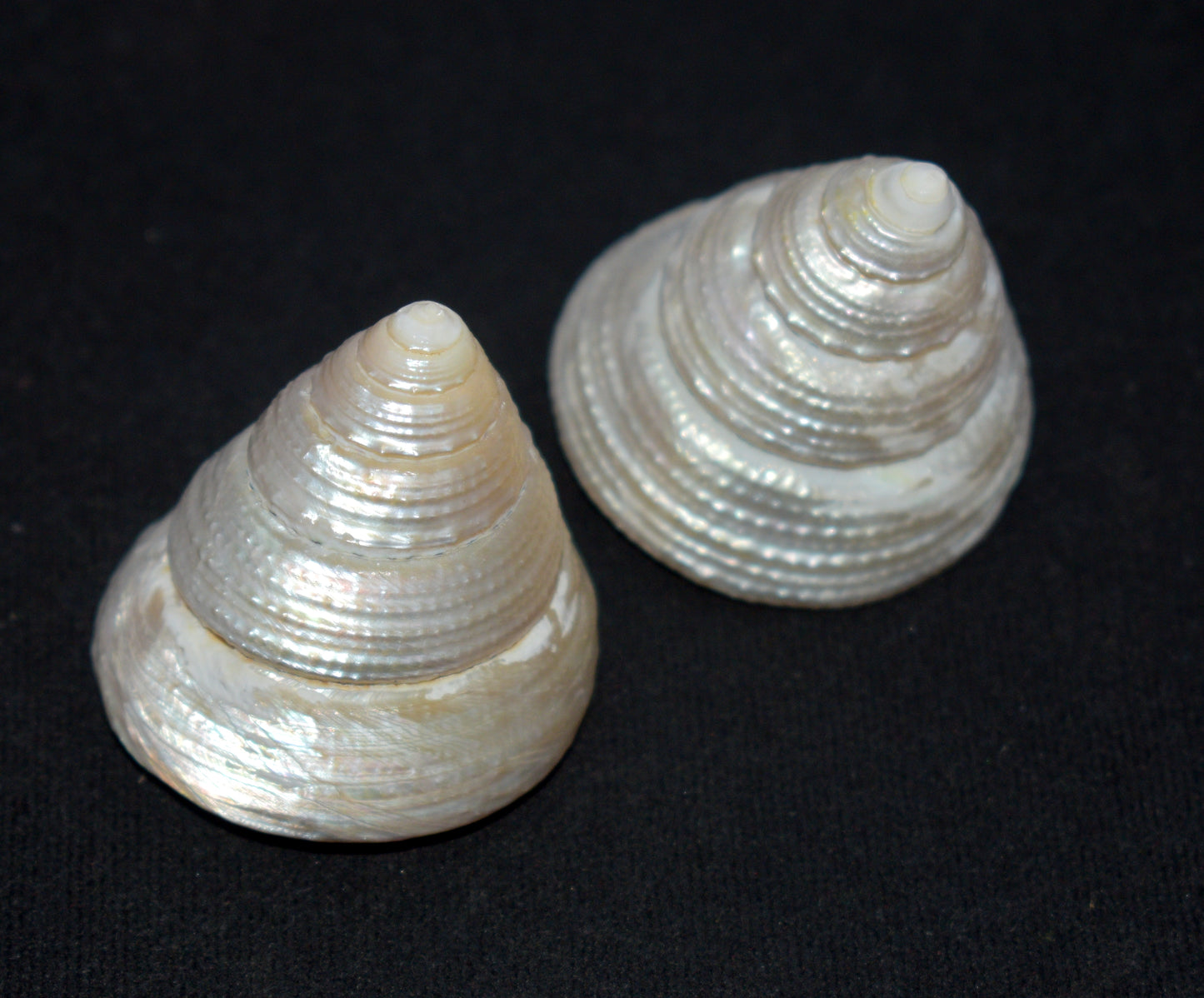 sacred for rituals, wealth, and spiritual balance. Set of 2.
#MotiShankh #PearlConch #SacredShankh #ProsperityTools #RitualEssentials #SpiritualVibes #WealthAttraction #PujaItems #SacredShells #SpiritualDecor #VastuRemedy #PositiveEnergy #ConchForWealth #HolisticLiving #DivineVibrations #TraditionalHealing