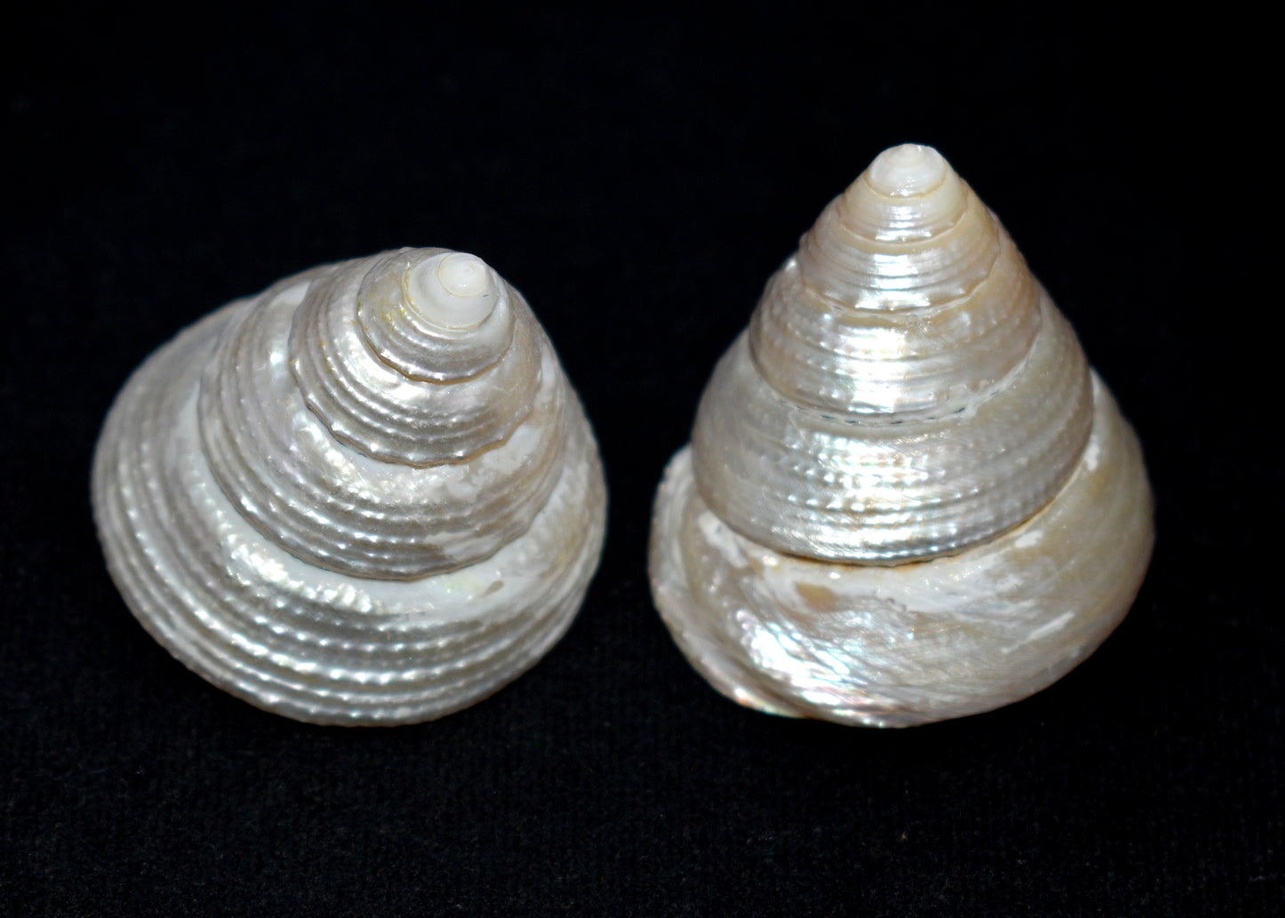 —sacred for rituals, wealth, and spiritual balance. Set of 2."
#MotiShankh #PearlConch #SacredShankh #ProsperityTools #RitualEssentials #SpiritualVibes #WealthAttraction #PujaItems #SacredShells #SpiritualDecor #VastuRemedy #PositiveEnergy #ConchForWealth #HolisticLiving #DivineVibrations #TraditionalHealing