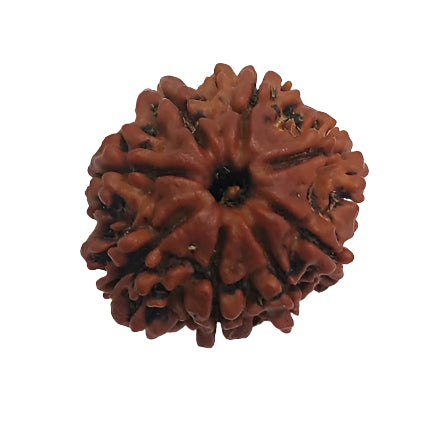 8 Mukhi Rudraksha: Overcome Obstacles and Embrace Stability#8MukhiRudraksha #ObstacleRemoval #SpiritualStability #HealingBeads #DivineEnergy #ChakraBalancing #SacredBeads #HolisticHealing #MeditationAid #PositiveVibes