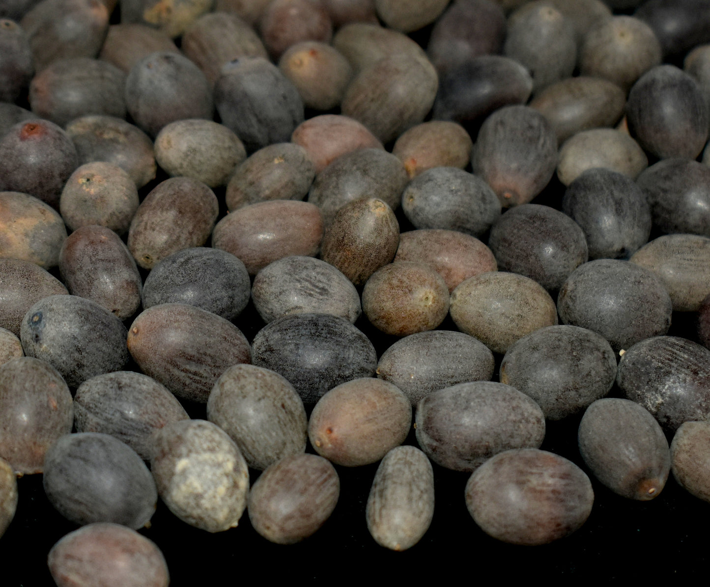 Natural Organic Lotus Seeds Loose (Kamal-gatta)