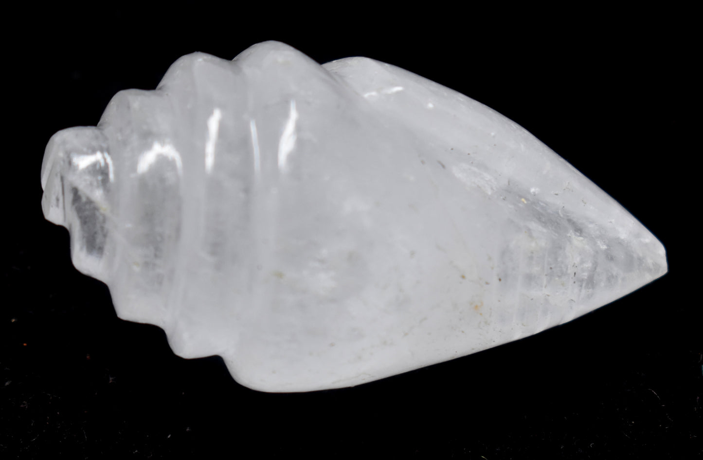 white quartz shank, Quality shank conch,