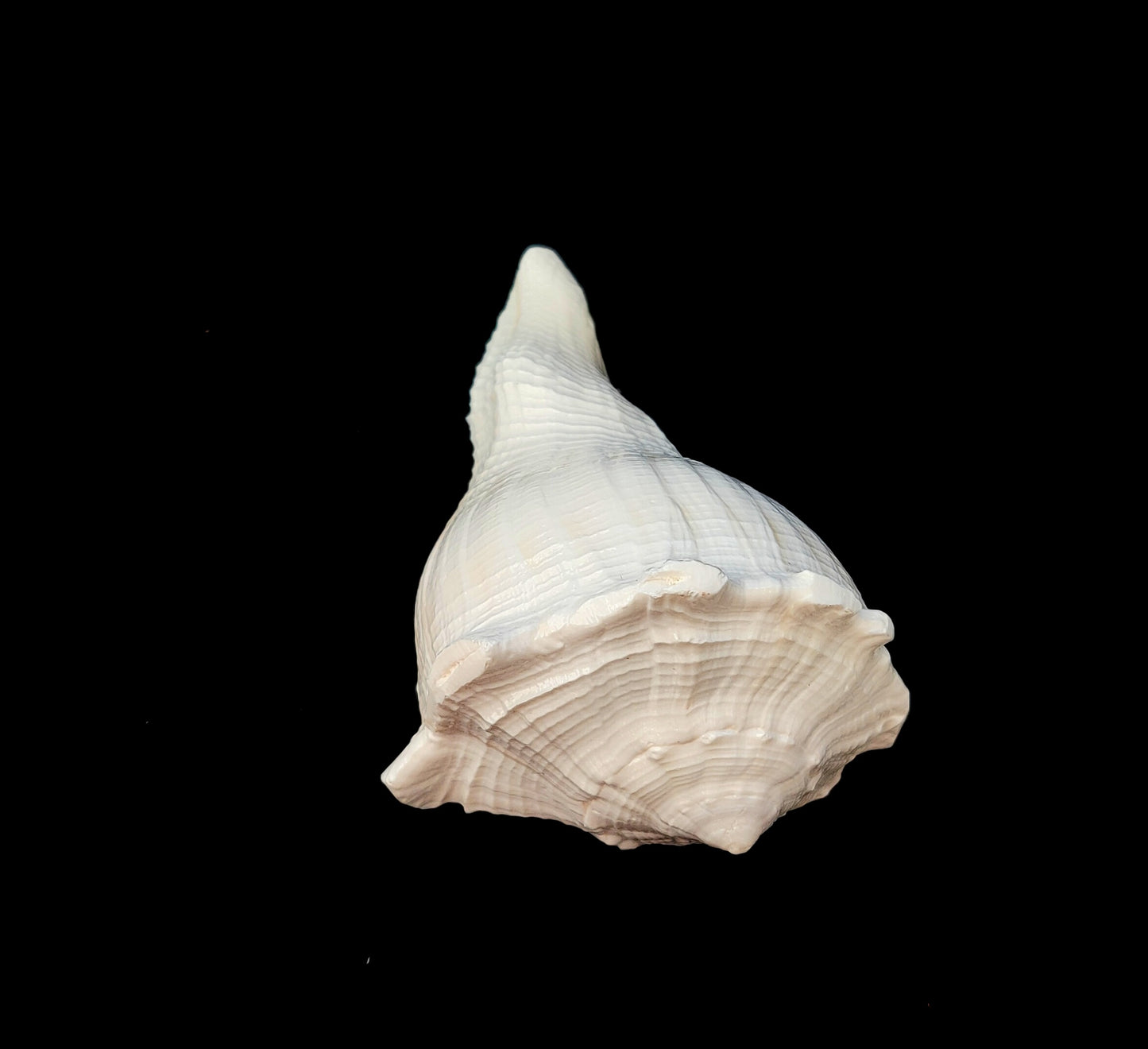 Natural Shank/Laxmi Shank for Pooja, Right Handed Conch Shell, 3.75 inch, Pooja, Rituals, Astrology,