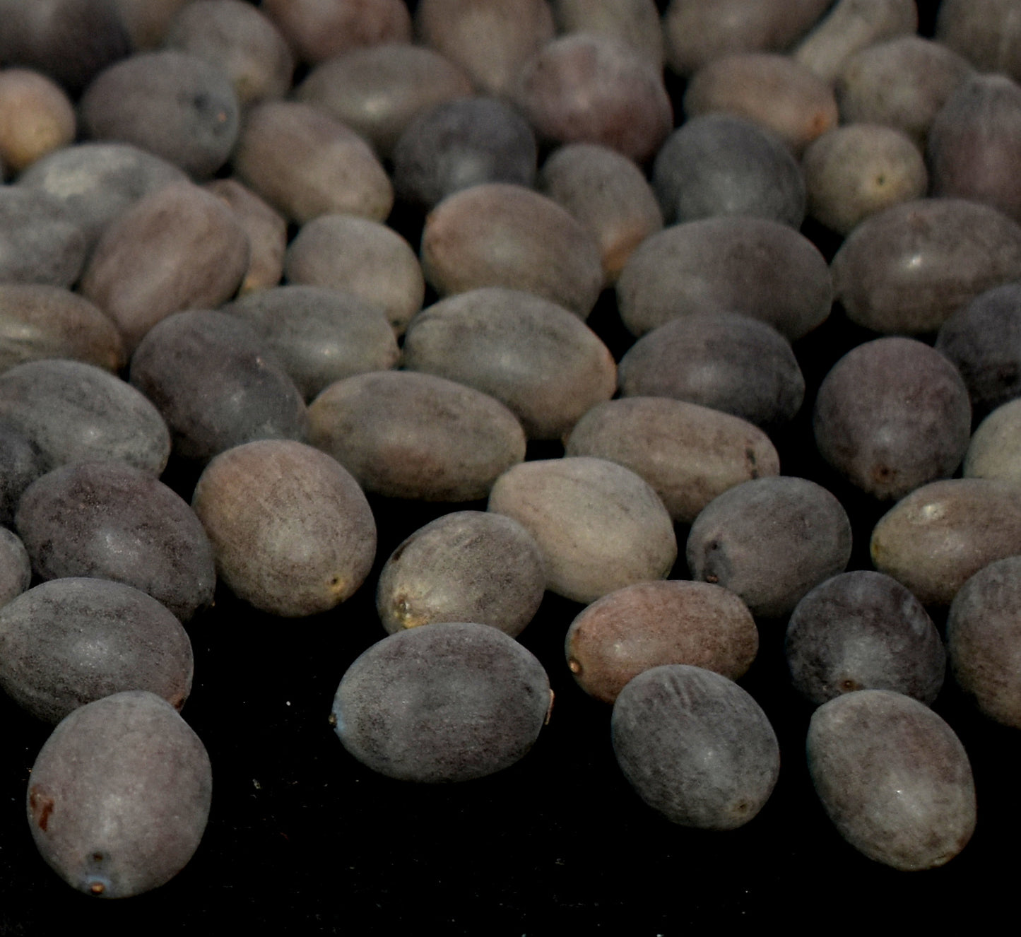 Natural Organic Lotus Seeds (Kamal-gatta) - Pure and natural lotus seeds, known for their health benefits and used in traditional medicine. #LotusSeeds #KamalGatta #OrganicSeeds #NaturalHealing #HealthySnacks #Ayurveda #TraditionalMedicine #Superfood #HealthBenefits #OrganicProducts