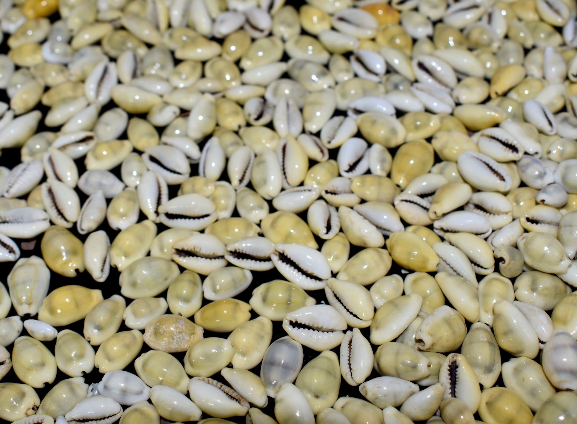 Natural Yellow Seashell Cowrie - Beautiful, natural yellow cowrie shells, often used in jewelry, decoration, and spiritual rituals. #YellowCowrie #SeashellJewelry #NaturalCowrie #DecorativeShells #SpiritualSymbols #CowrieShells #NaturalBeauty #SeaShellCrafts #CoastalDecor #MarineLife