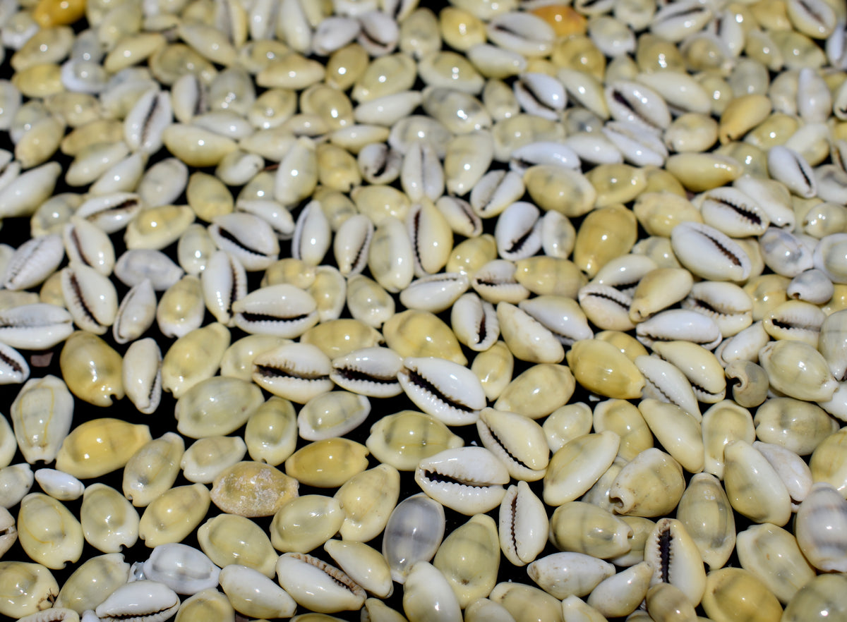 Natural Yellow Seashell Cowrie – Crystal Empire Siri