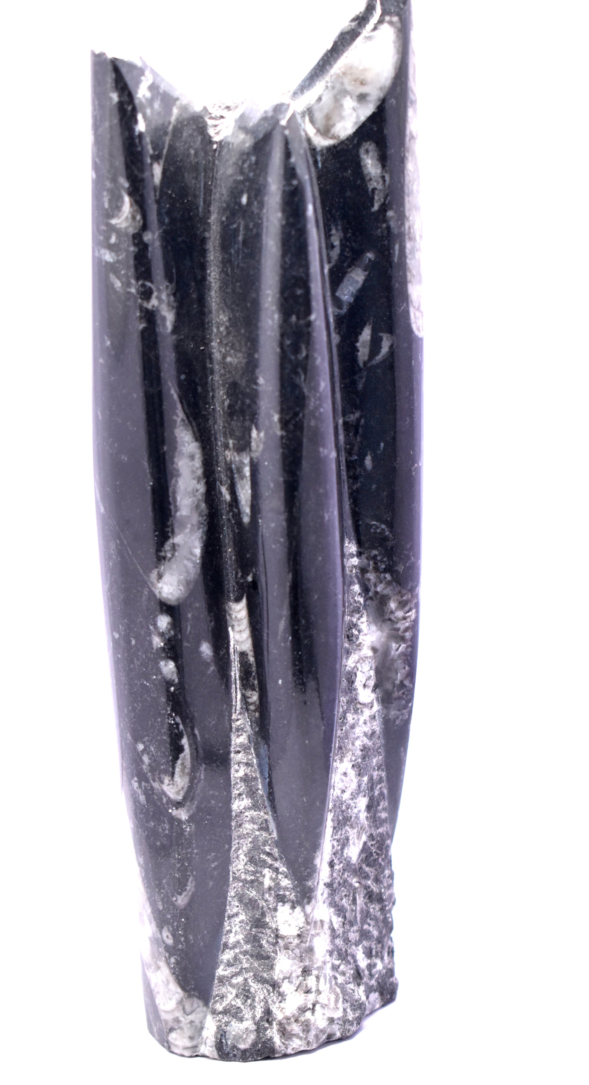 This Black Fossil Orthoceras (Kuber Stone) weighs 986 grams and offers unique, ancient energy.
 #OrthocerasStone #FossilStone #KuberStone #HealingCrystals #NaturalFossil #EnergyHealing #CrystalDecor
