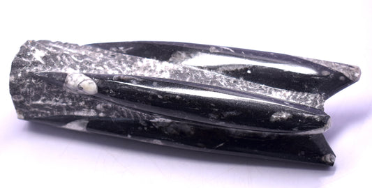 This Black Fossil Orthoceras (Kuber Stone) weighs 986 grams and offers unique, ancient energy.
 #OrthocerasStone #FossilStone #KuberStone #HealingCrystals #NaturalFossil #EnergyHealing #CrystalDecor






