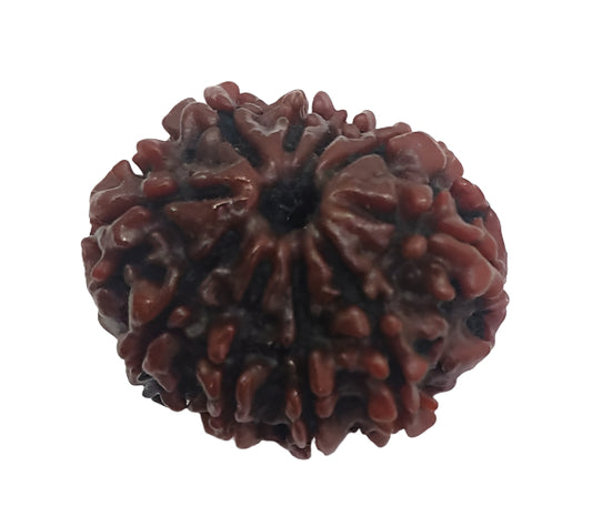 10 Mukhi Rudraksha