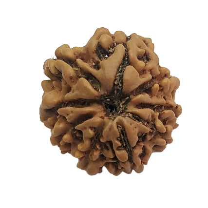 9 Mukhi Rudraksha