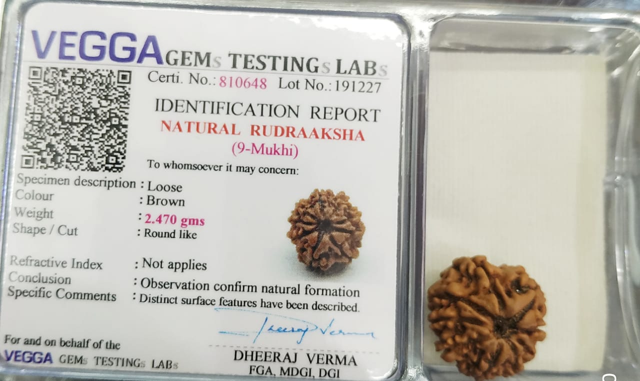 9 Mukhi Rudraksha