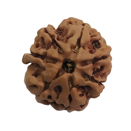 7 Mukhi Rudraksha