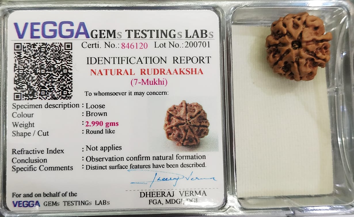 7 Mukhi Rudraksha