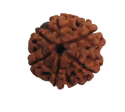 6 Mukhi Rudraksha