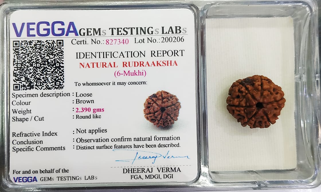 6 Mukhi Rudraksha