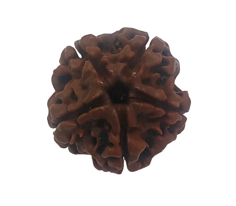 4 Mukhi Rudraksha