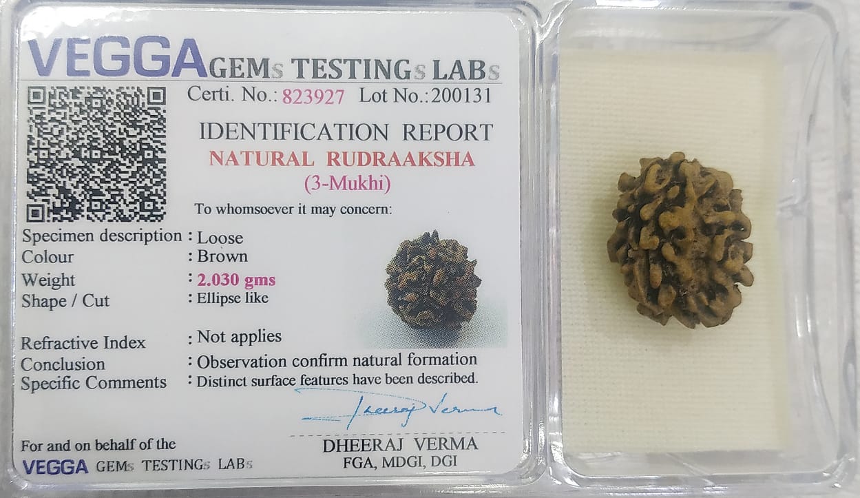 3 Mukhi Rudraksha