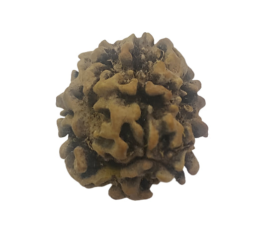 3 Mukhi Rudraksha