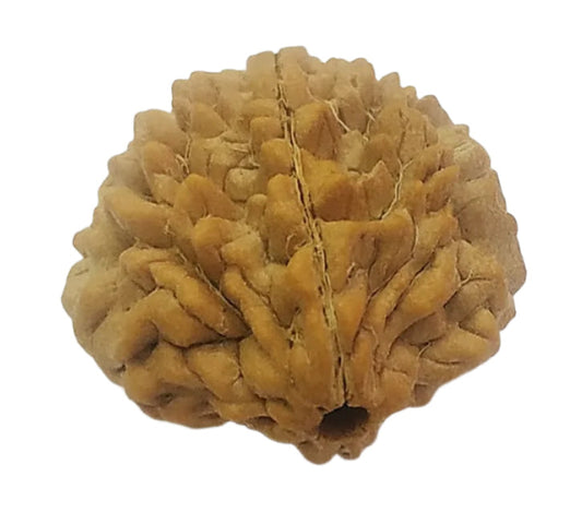 2 Mukhi Rudraksha