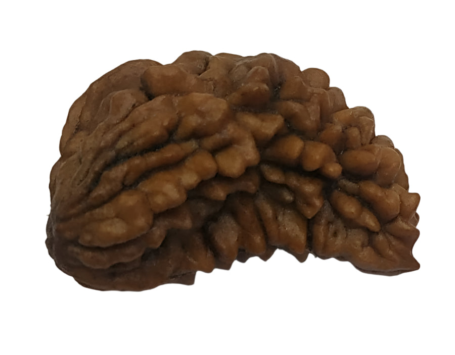 1 Mukhi Rudraksha